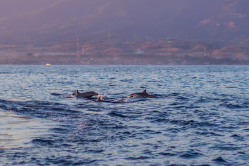 Free dolphins in the sea jump out of the water near the boat