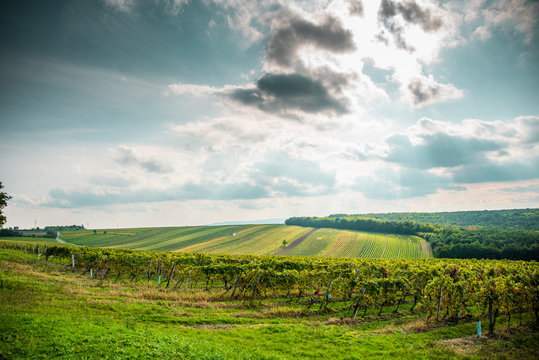 autums view wineyard