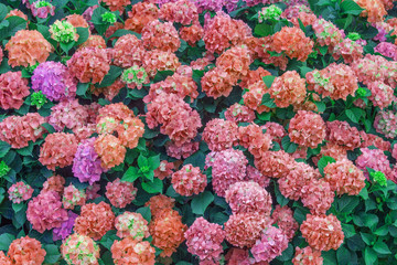 a large Bush of hydrangea flowers in pastel colors