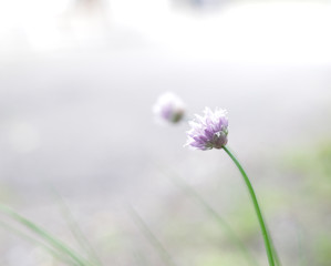 Fototapeta premium fiori