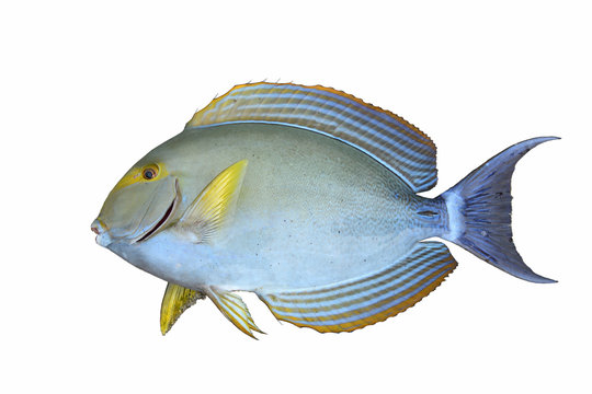 2 Best トカジャー Images Stock Photos Vectors Adobe Stock 2 Best トカジャー Images Stock Photos Vectors Adobe Stock