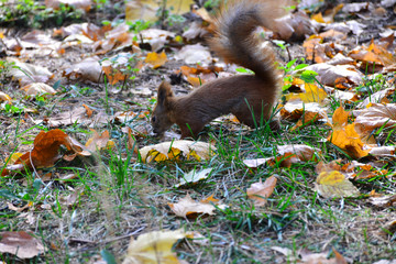 Squirrel in the autumn park