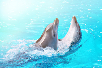 Dolphins dancing into pool on circus show