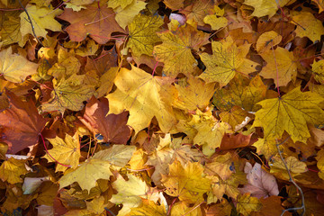 autumn leaf bright colors background