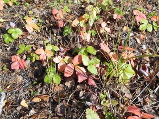 autumn leaves on the ground