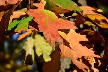 Beautiful autumn yellow leaves on the trees. The magic of autumn colors.