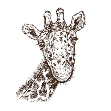 Giraffe face portrait, hand drawn gravure style, vector sketch illustration, element for design
