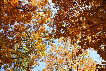 Beautiful autumn yellow leaves on the trees. The magic of autumn colors.