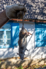 a man's gloved hand holds a large dead rat by the tail against the background of a village house...