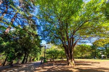 林試の森公園の風景