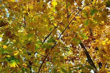 Beautiful autumn yellow leaves on the trees. The magic of autumn colors.