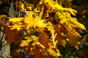 Beautiful autumn yellow leaves on the trees. The magic of autumn colors.