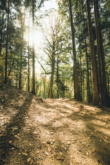 Fototapeta premium forest in autumn Path leading through the coniferous forest in the direction of the setting sun.