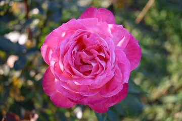 single pink rose in the garden