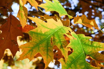Beautiful autumn yellow leaves on the trees. The magic of autumn colors.