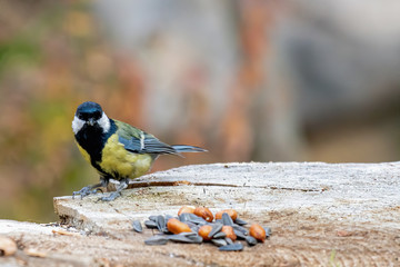 Close up of Great tit (Parus major) in nature