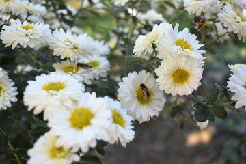 Obraz premium Bee on a daisy white flower. Bellis perennis is a common European species of daisy, of the family Asteraceae, often considered the archetypal species of that name.