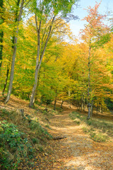 Fototapeta na wymiar forest in autumn Path leading through the coniferous forest in the direction of the setting sun.