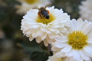 Bee on a daisy white flower. Bellis perennis is a common European species of daisy, of the family...
