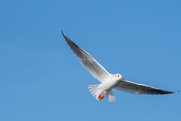 Obraz premium Close up of Black-headed gull (Chroicocephalus ridibundus)