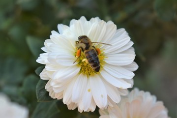 Bee on a daisy white flower. Bellis perennis is a common European species of daisy, of the family Asteraceae, often considered the archetypal species of that name.