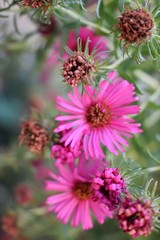 Singular african daisies flower