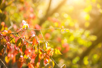 Autumn tree leaves. Texture background. Beautiful nature photo. Seasonal background.