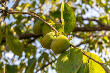 Ripe sweet persimmon on a branch