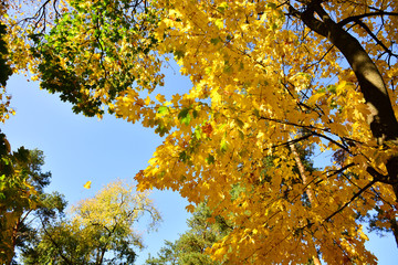 Beautiful autumn yellow leaves on the trees. The magic of autumn colors.