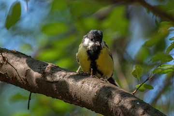 Close up of Great tit (Parus major) in nature