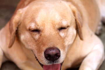 dog lying on the floor