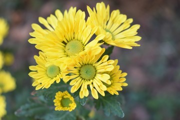 Daisy yellow flowers. Bellis perennis is a common European species of daisy, of the family Asteraceae, often considered the archetypal species of that name.