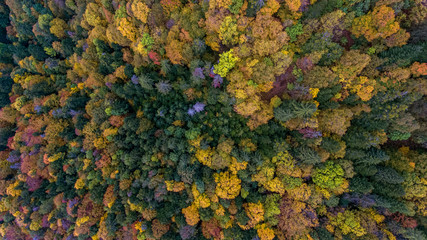 Drone aerial view of an Alpine aerial misty forest in the Swiss french Jura mountains. The forest...