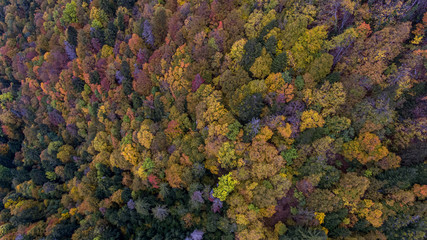 Drone aerial view of an Alpine aerial misty forest in the Swiss french Jura mountains. The forest canopy is a variety of fall colors.