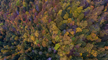 Drone aerial view of an Alpine aerial misty forest in the Swiss french Jura mountains. The forest canopy is a variety of fall colors.