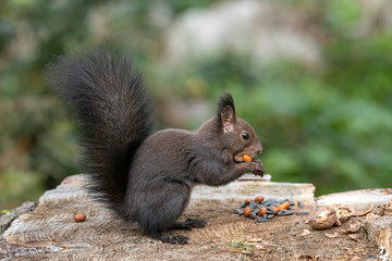 Naklejka na ściany i meble Red squirrel sitting on a tree, forest squirrel (Sciurus vulgaris)
