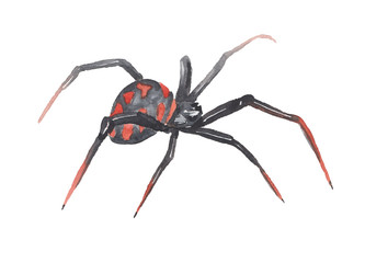 black widow spider