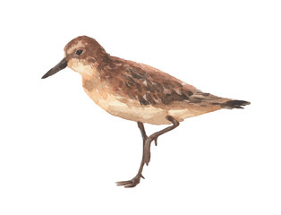 bird isolated on white background