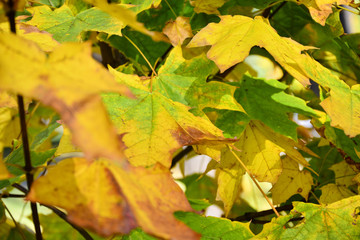 Beautiful autumn yellow leaves on the trees. The magic of autumn colors.