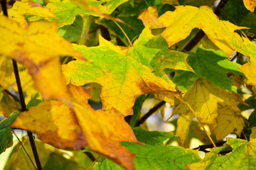 Fototapeta na wymiar Beautiful autumn yellow leaves on the trees. The magic of autumn colors.