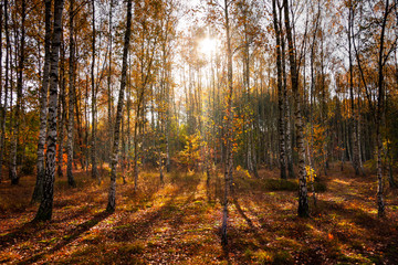 Jesień w lesie liściastym 