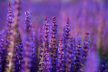 Sage spring in the setting sun in the garden