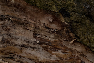 Nature background, tree bark texture