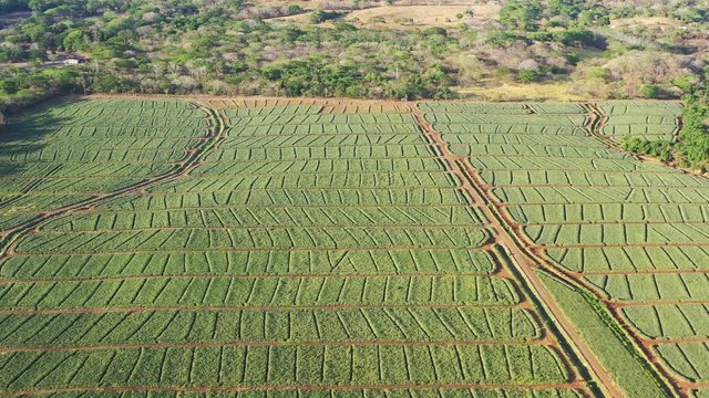 Aerial view of pineapple farm in Guanacaste, Costa Rica