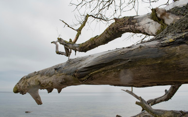 Nature background,dry tree on the beach