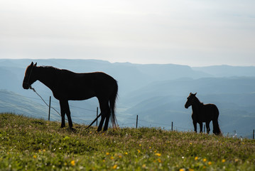 horses in the mountains graze in a meadow with green grass and yellow flowers