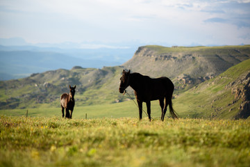 Fototapeta na wymiar two horses against the backdrop of a beautiful landscape, green grass and mountains at sunrise
