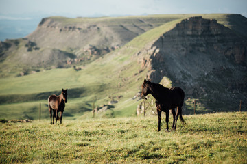 two horses at dawn high in the mountains, beautiful light