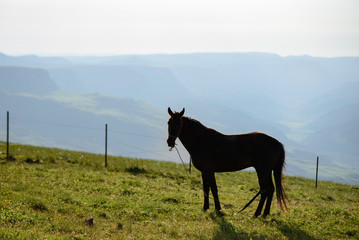 the horse looks into the frame, backlight, green grass and mountains in a blue haze