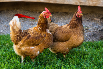 Fototapeta na wymiar zwei braune Hühner mit rotem Kamm